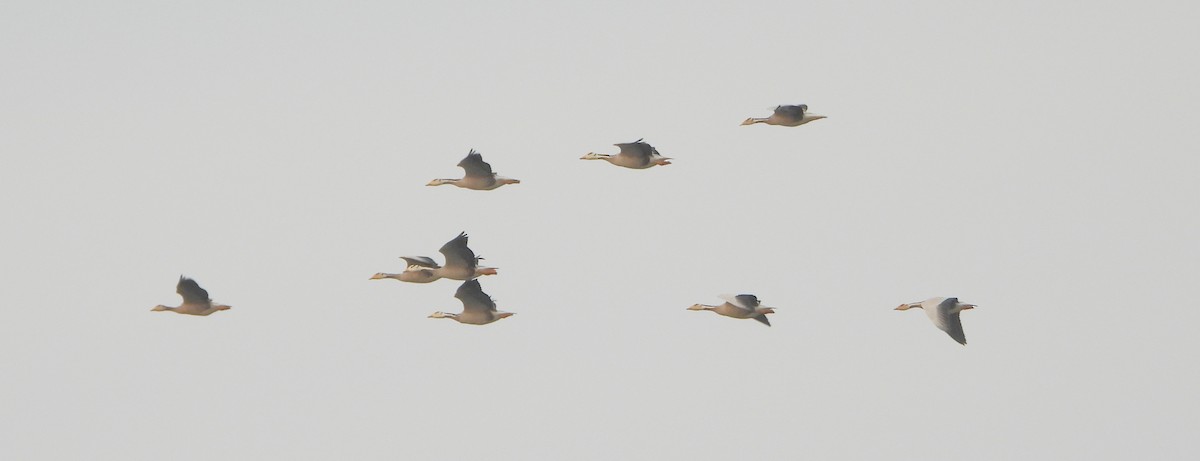 Oie à tête barrée - ML646126310