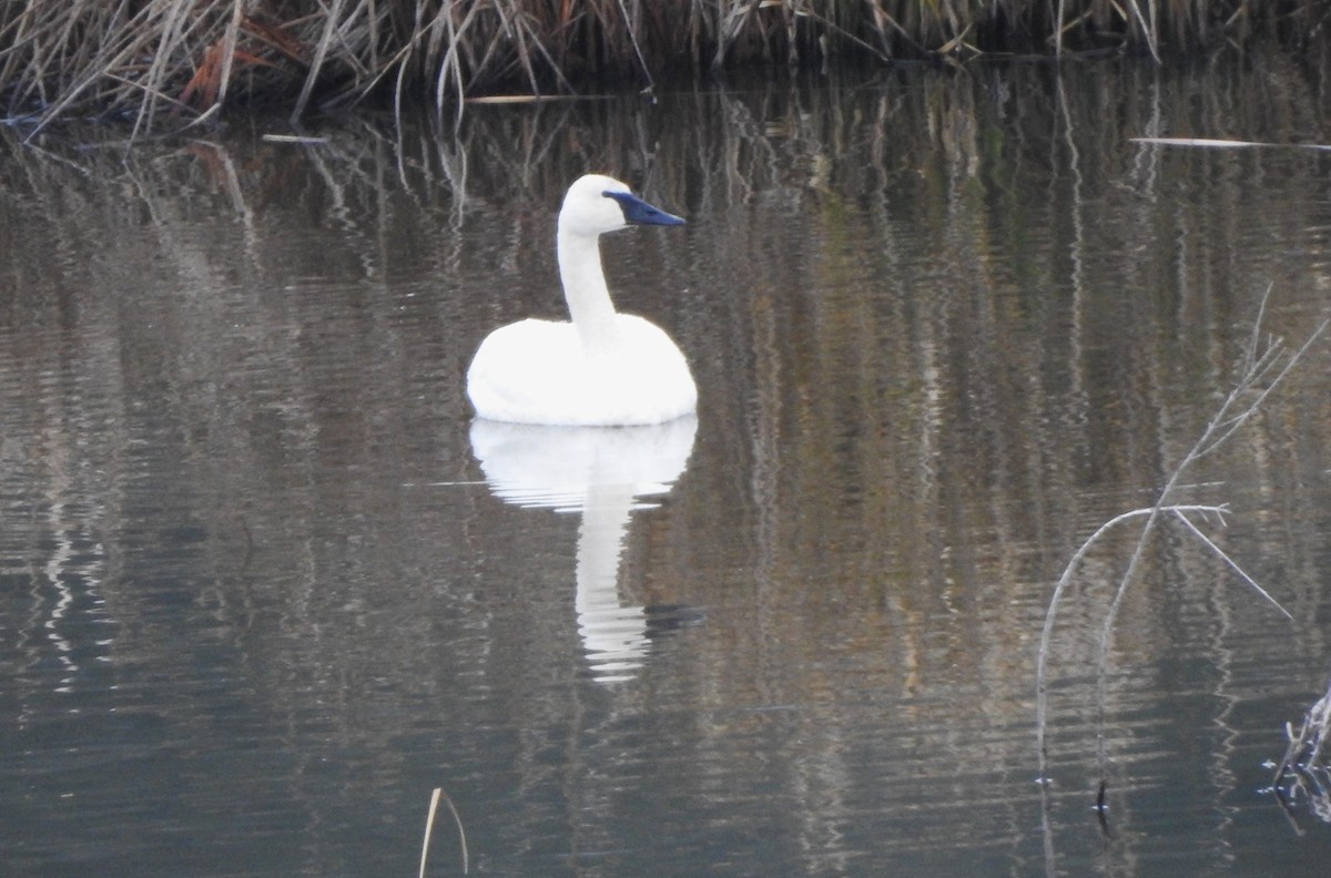 ナキハクチョウ - ML646126314