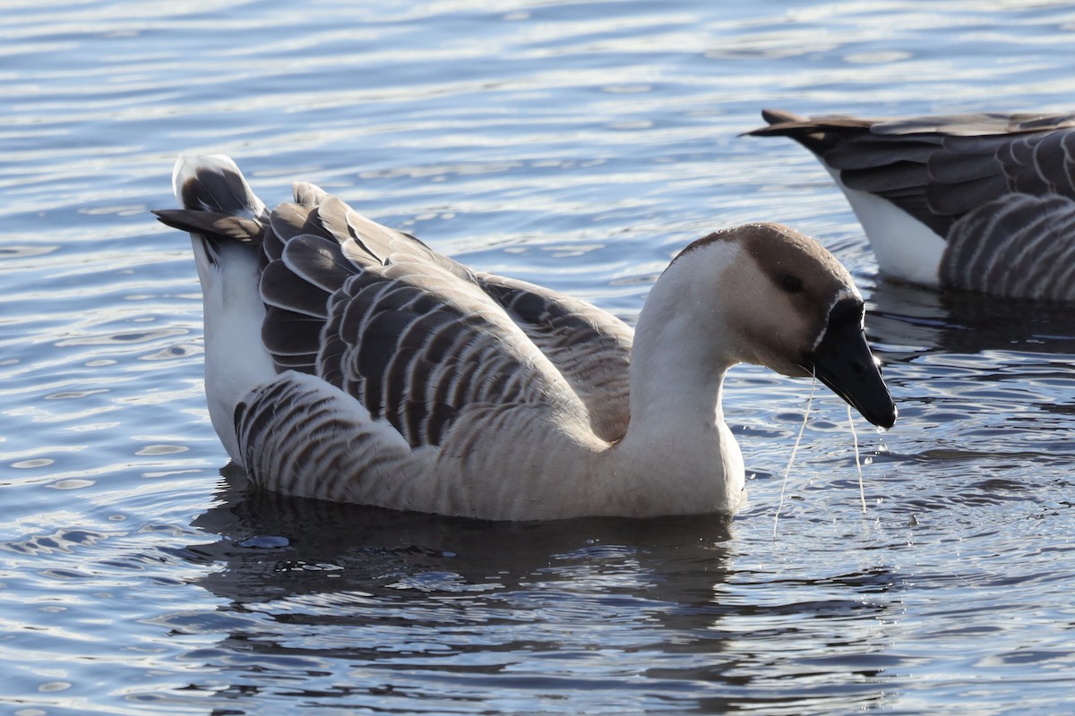 Гуска китайська (свійська) - ML646126315