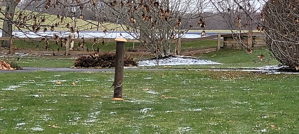 American Goldfinch - ML646126318