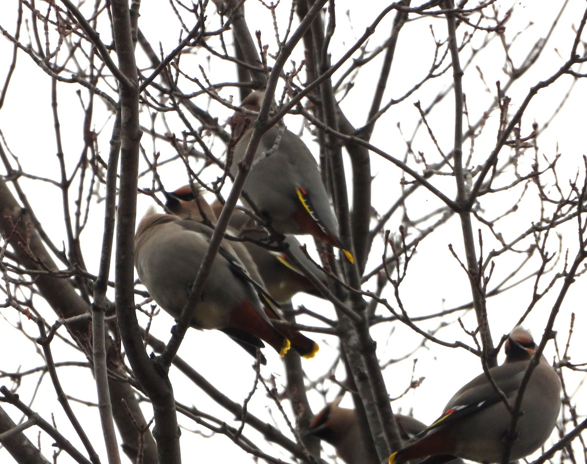 Seidenschwanz - ML646126325