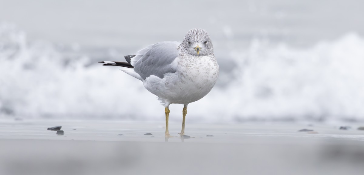 Ring-billed Gull - ML646126328