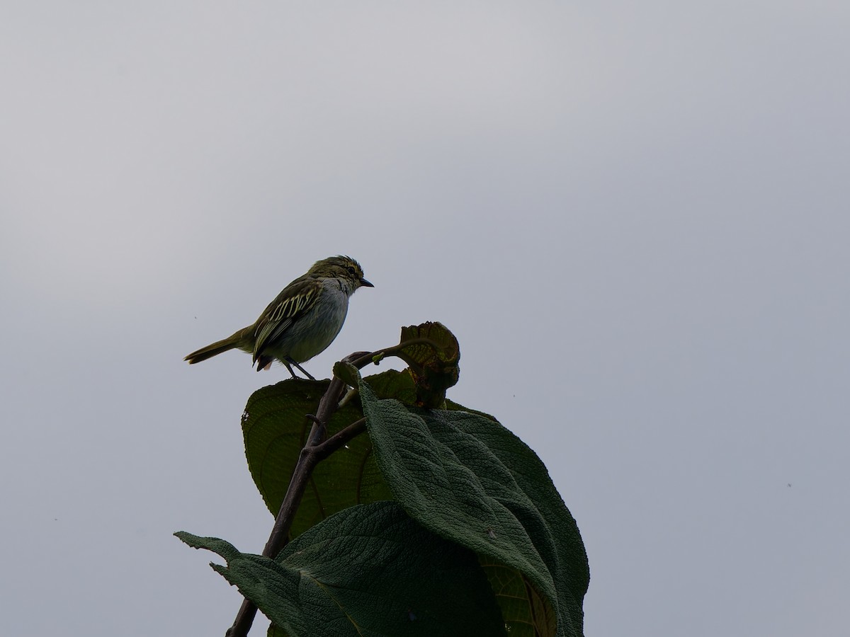 Choco Tyrannulet - ML646126331
