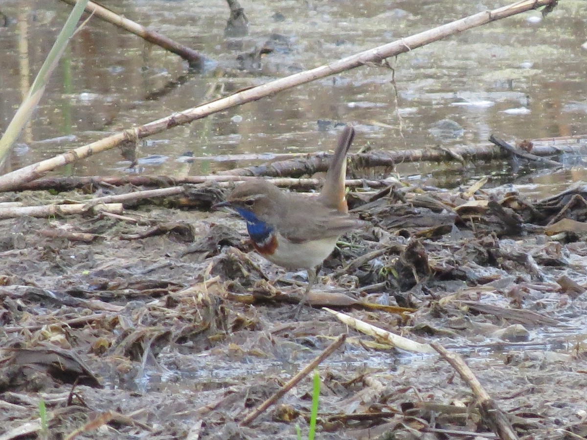 Bluethroat - ML646126341
