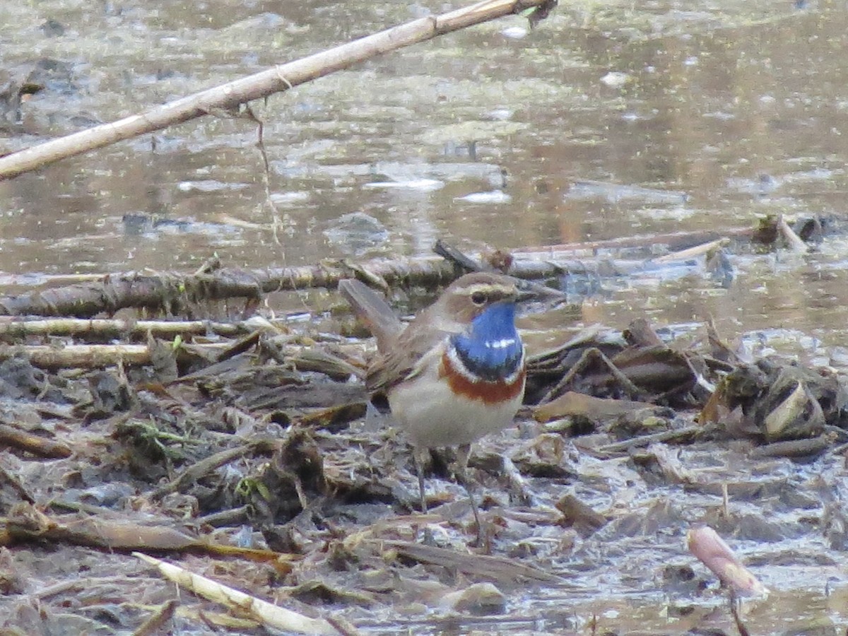 Bluethroat - ML646126342