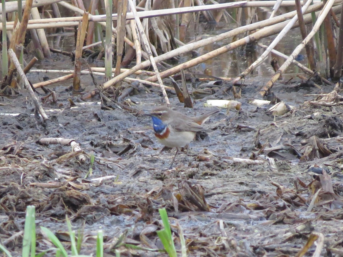 Bluethroat - ML646126343