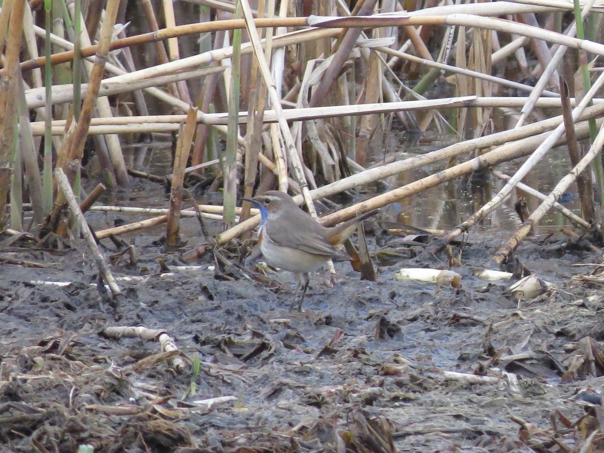 Bluethroat - ML646126344