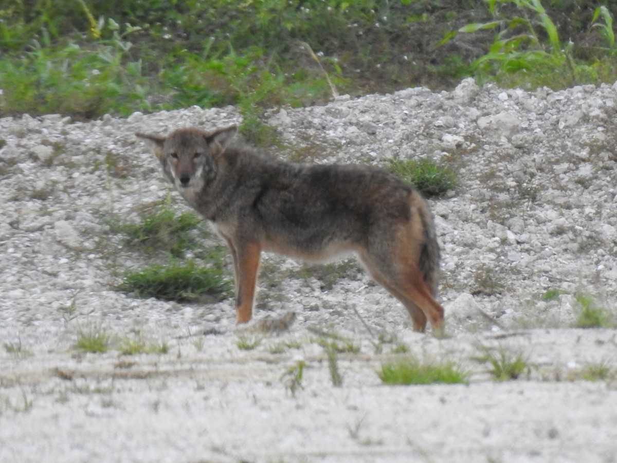 Animals - ML646126345