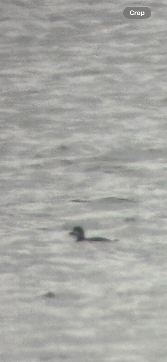 Black Scoter - ML646126350