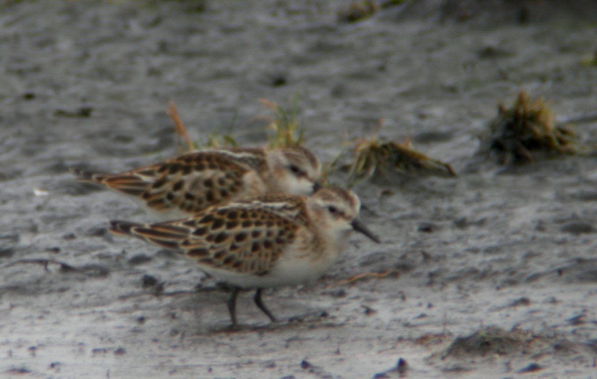 Little Stint - ML646126355