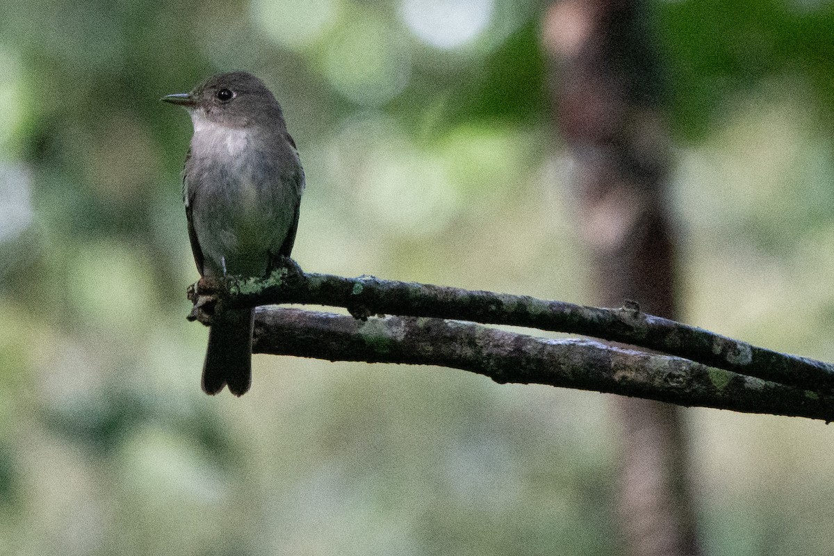 Buchenschnäppertyrann - ML646126360