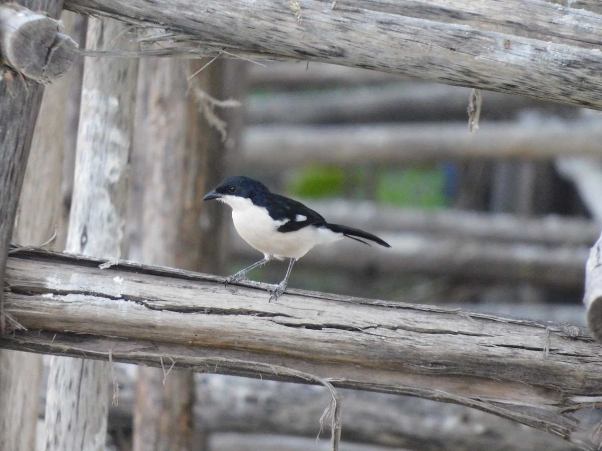 Ethiopian Boubou - ML646126362