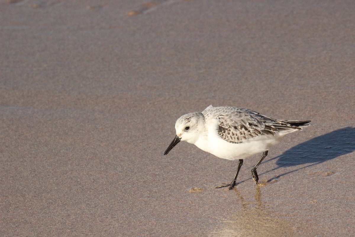 Песчанка - ML646126368