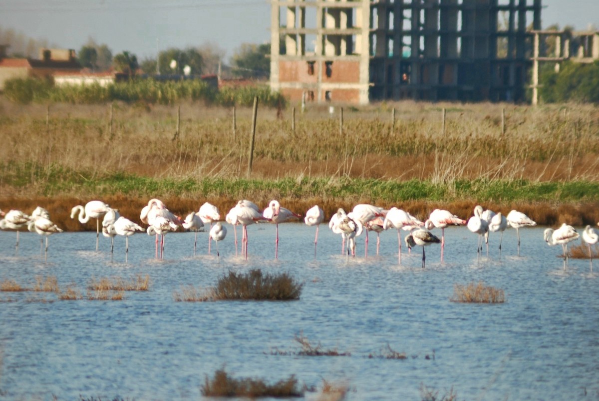 Greater Flamingo - ML646126373