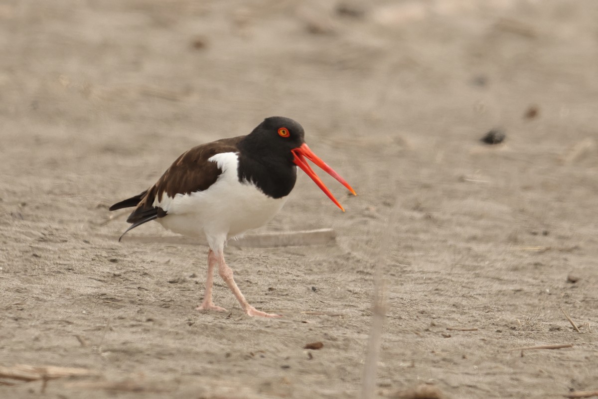 American Oystercatcher - ML646126406