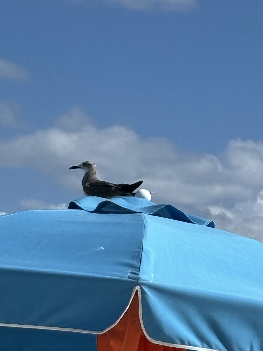 Mouette atricille - ML646126411