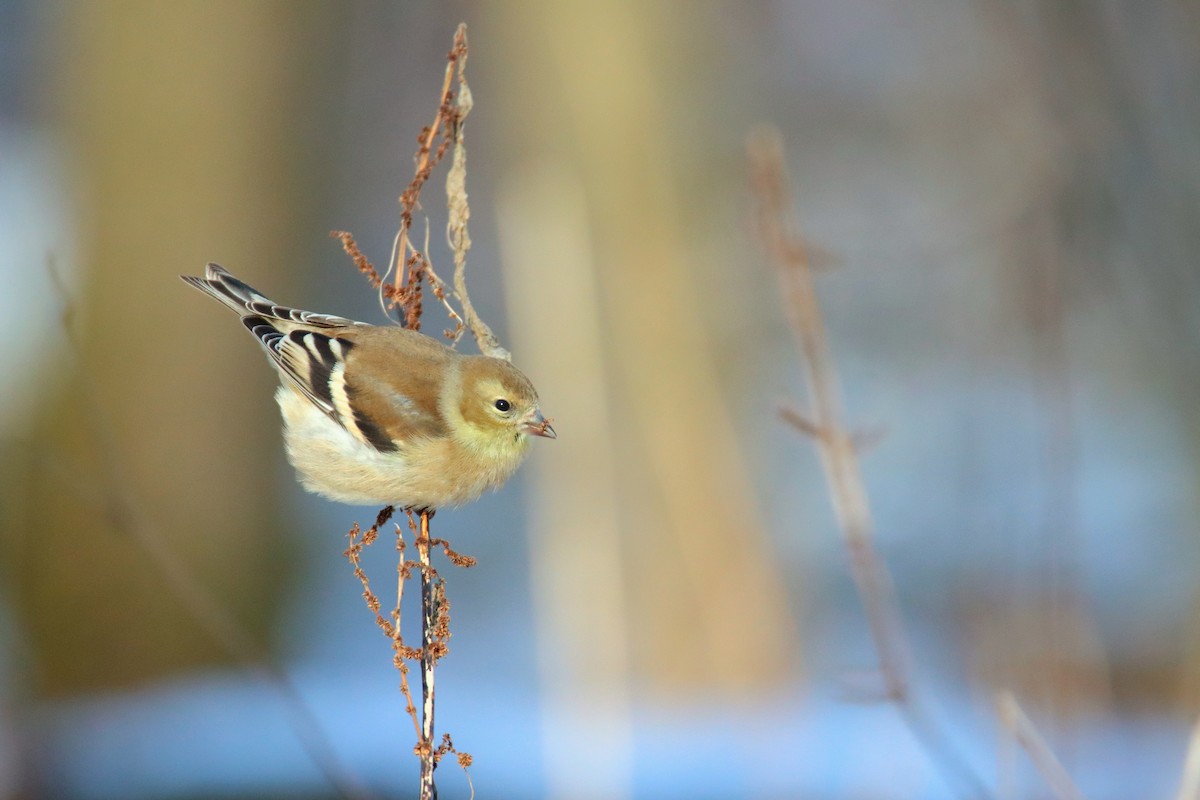 American Goldfinch - ML646126412