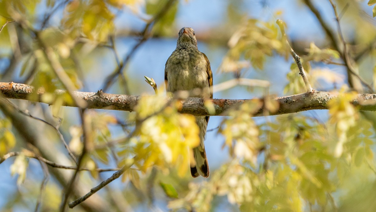 Scaly-throated Honeyguide - ML646126415