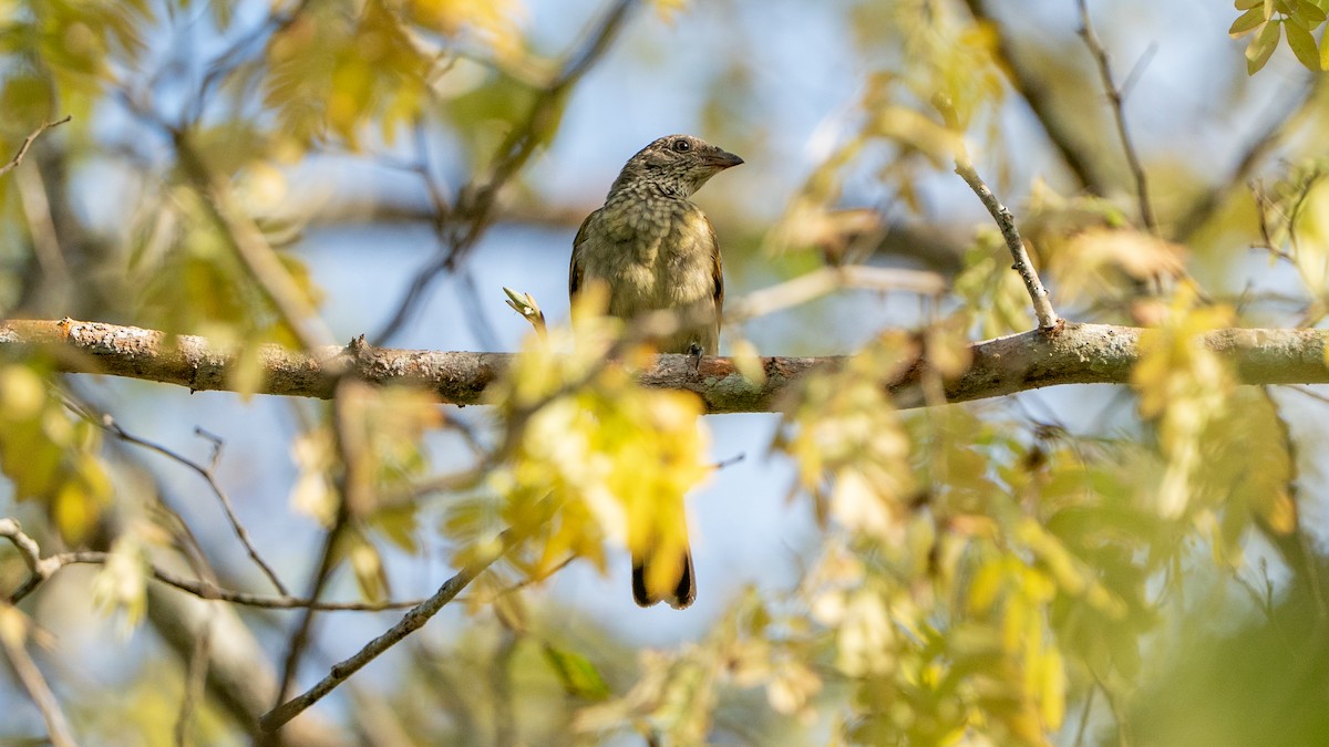 Scaly-throated Honeyguide - ML646126416
