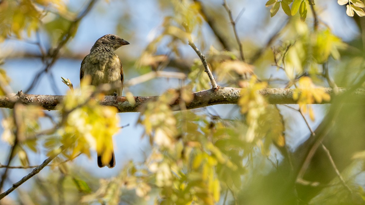 Scaly-throated Honeyguide - ML646126417