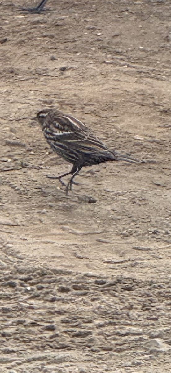 Red-winged Blackbird (Red-winged) - ML646126418