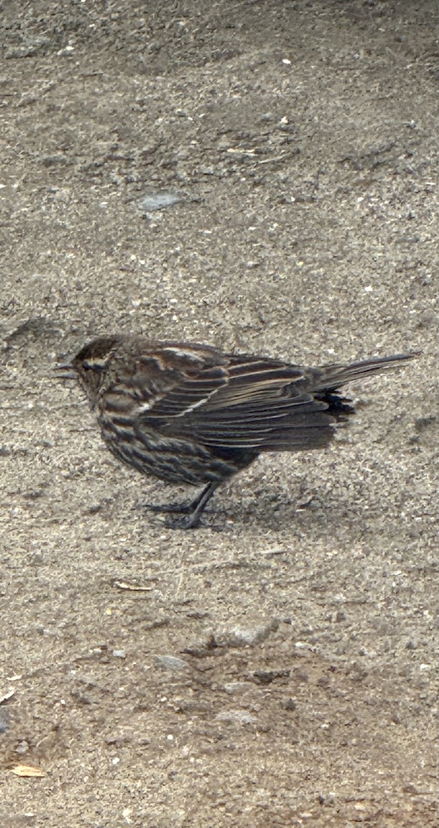 Red-winged Blackbird (Red-winged) - ML646126419