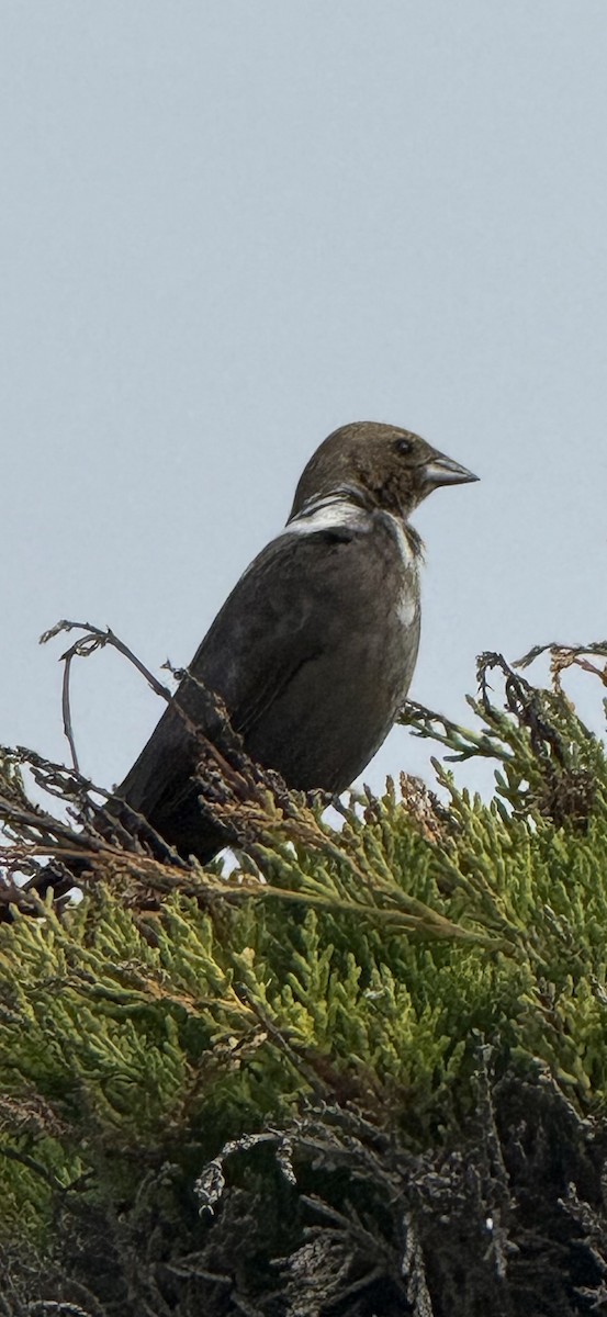 שחרורית חומת-ראש - ML646126423