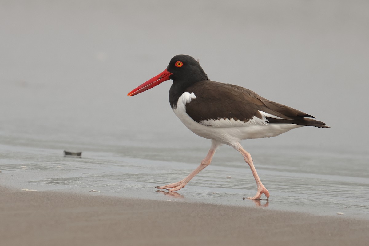 American Oystercatcher - ML646126427