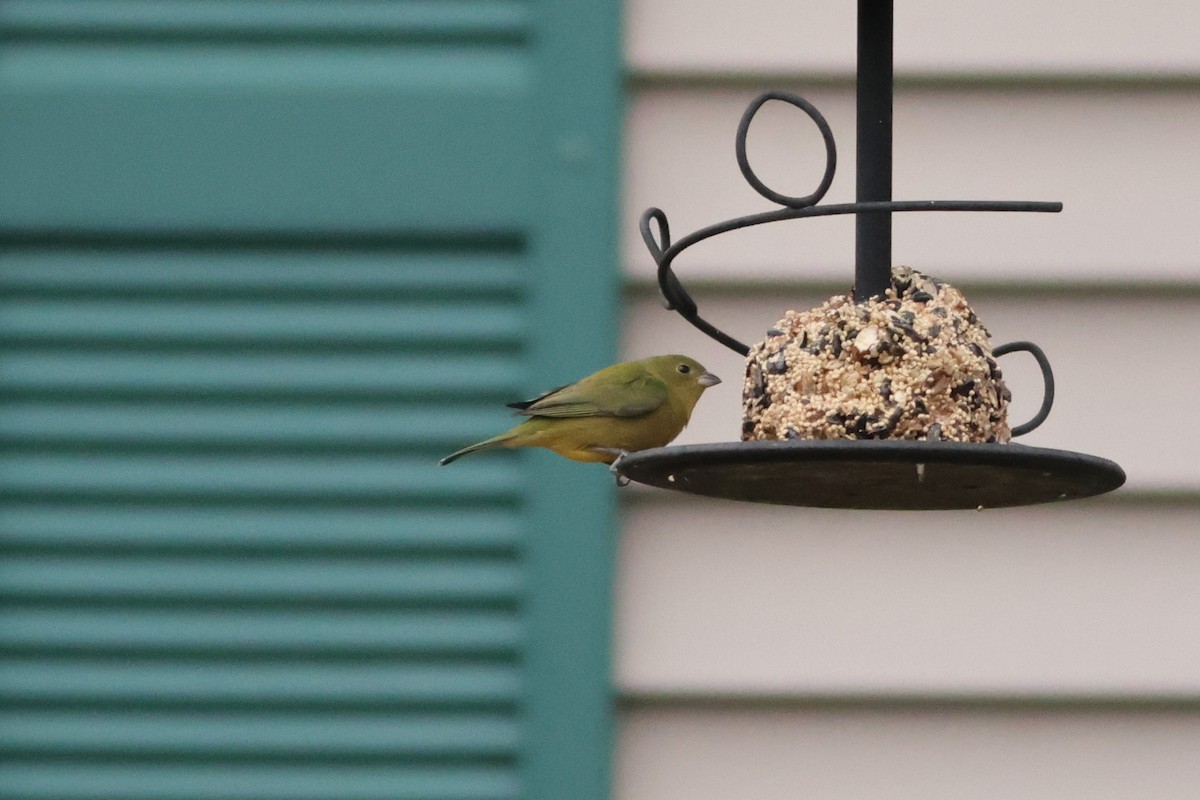 Painted Bunting - ML646126428