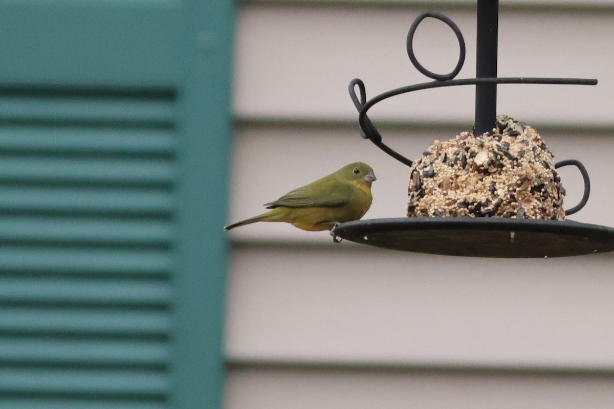 Painted Bunting - ML646126429