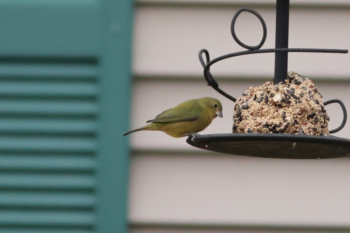 Painted Bunting - ML646126430