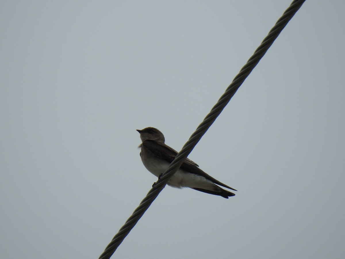 Northern Rough-winged Swallow - ML646126434
