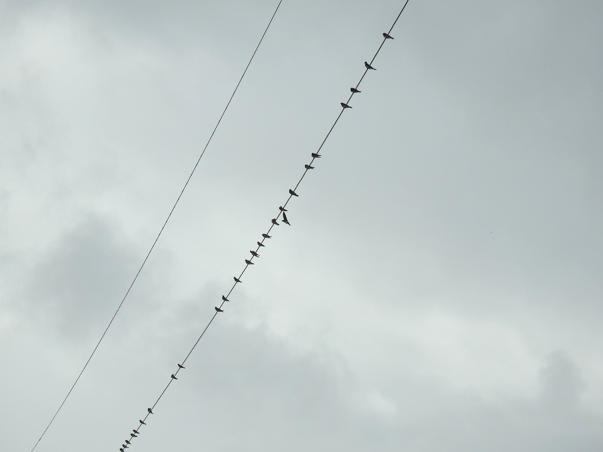Northern Rough-winged Swallow - ML646126435