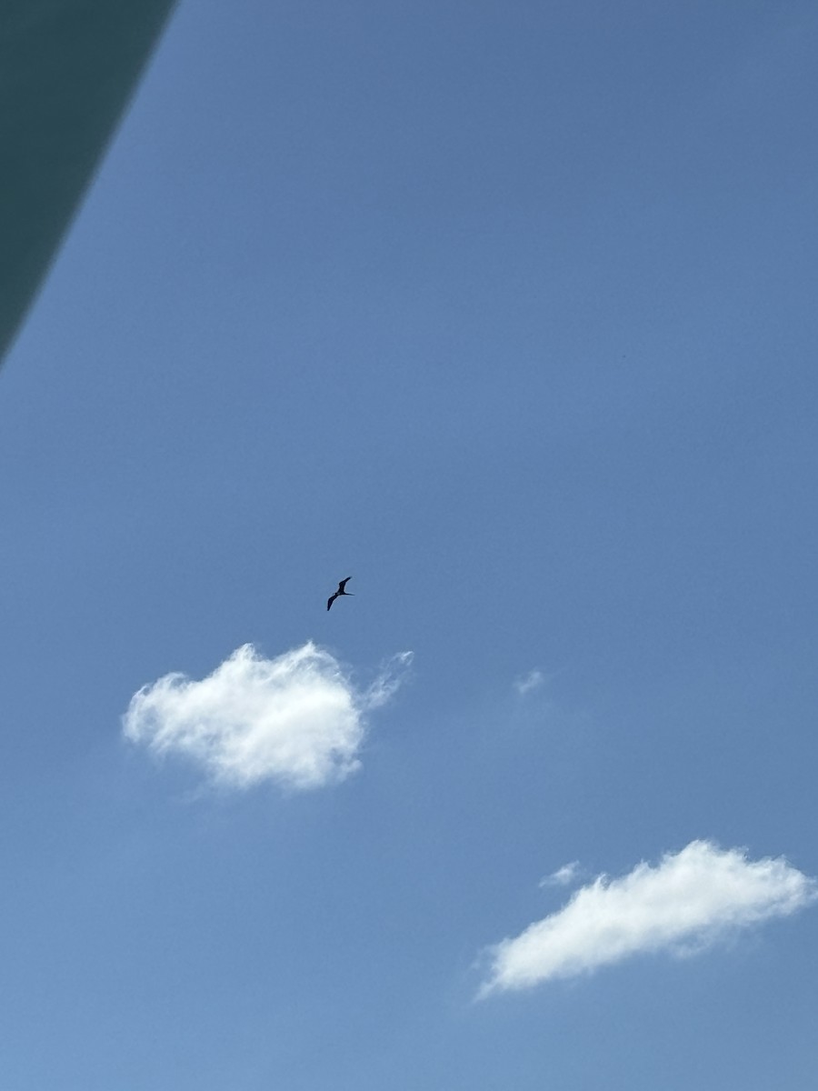 Fragata handia - ML646126436