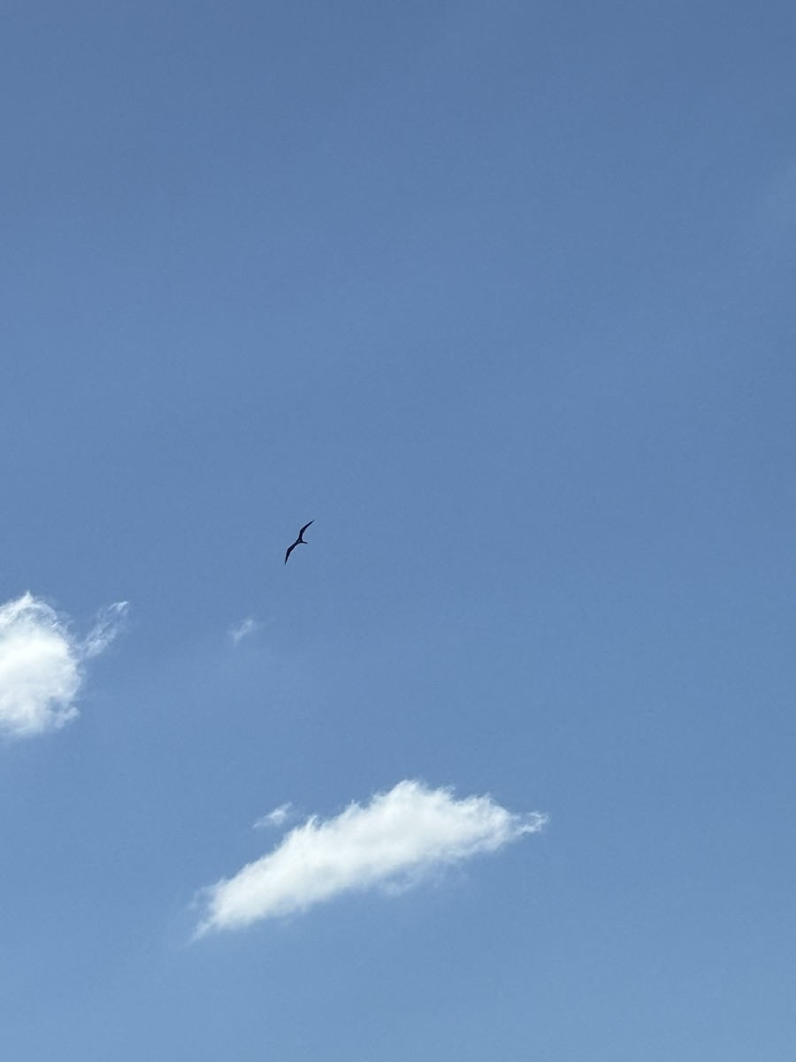 Fragata handia - ML646126437