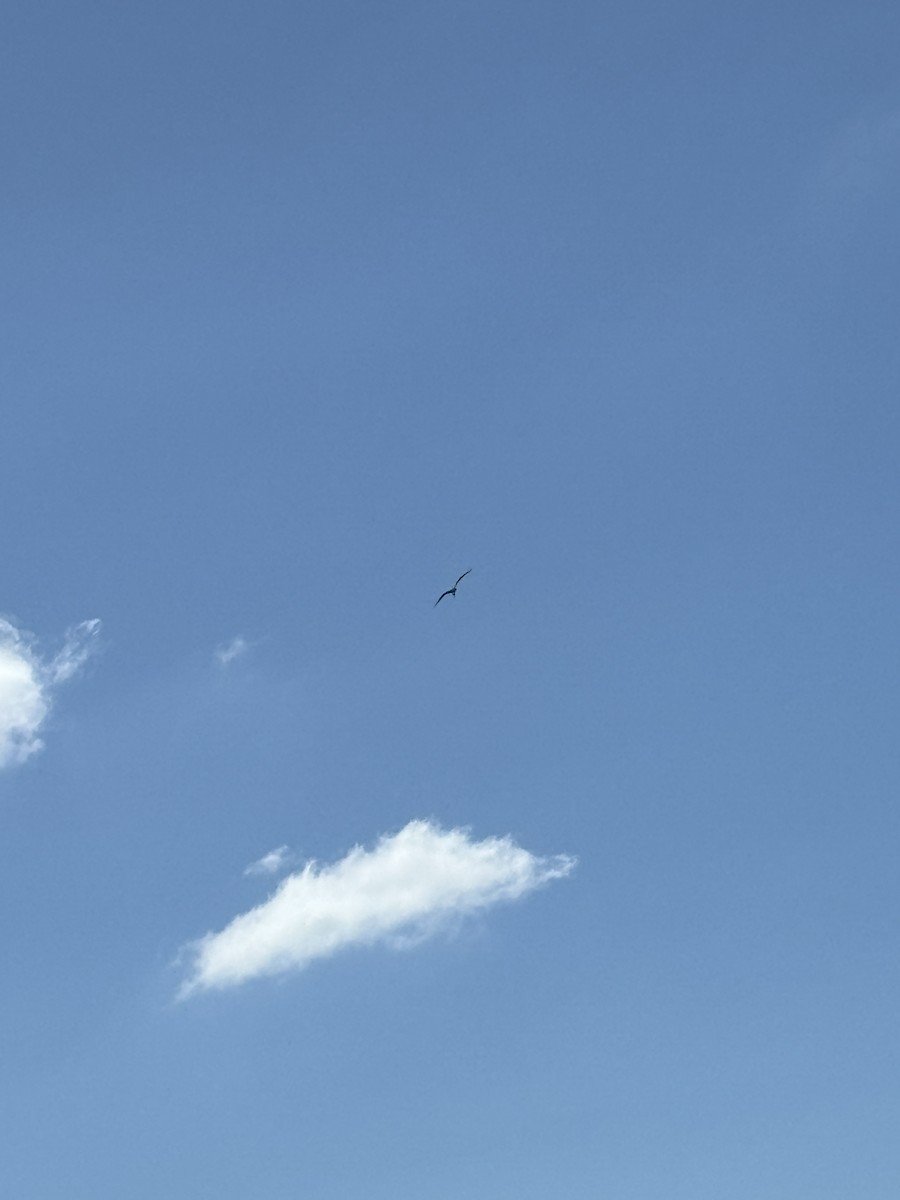 Fragata handia - ML646126438