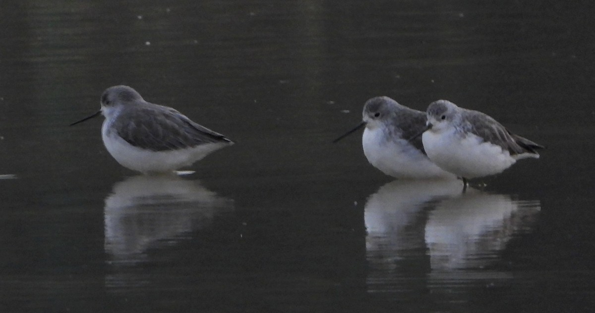 Поручейник - ML646126441