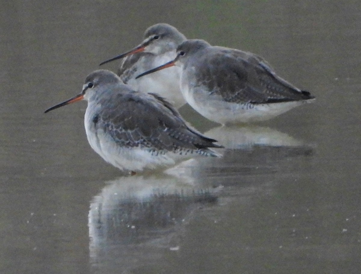 Щёголь - ML646126450