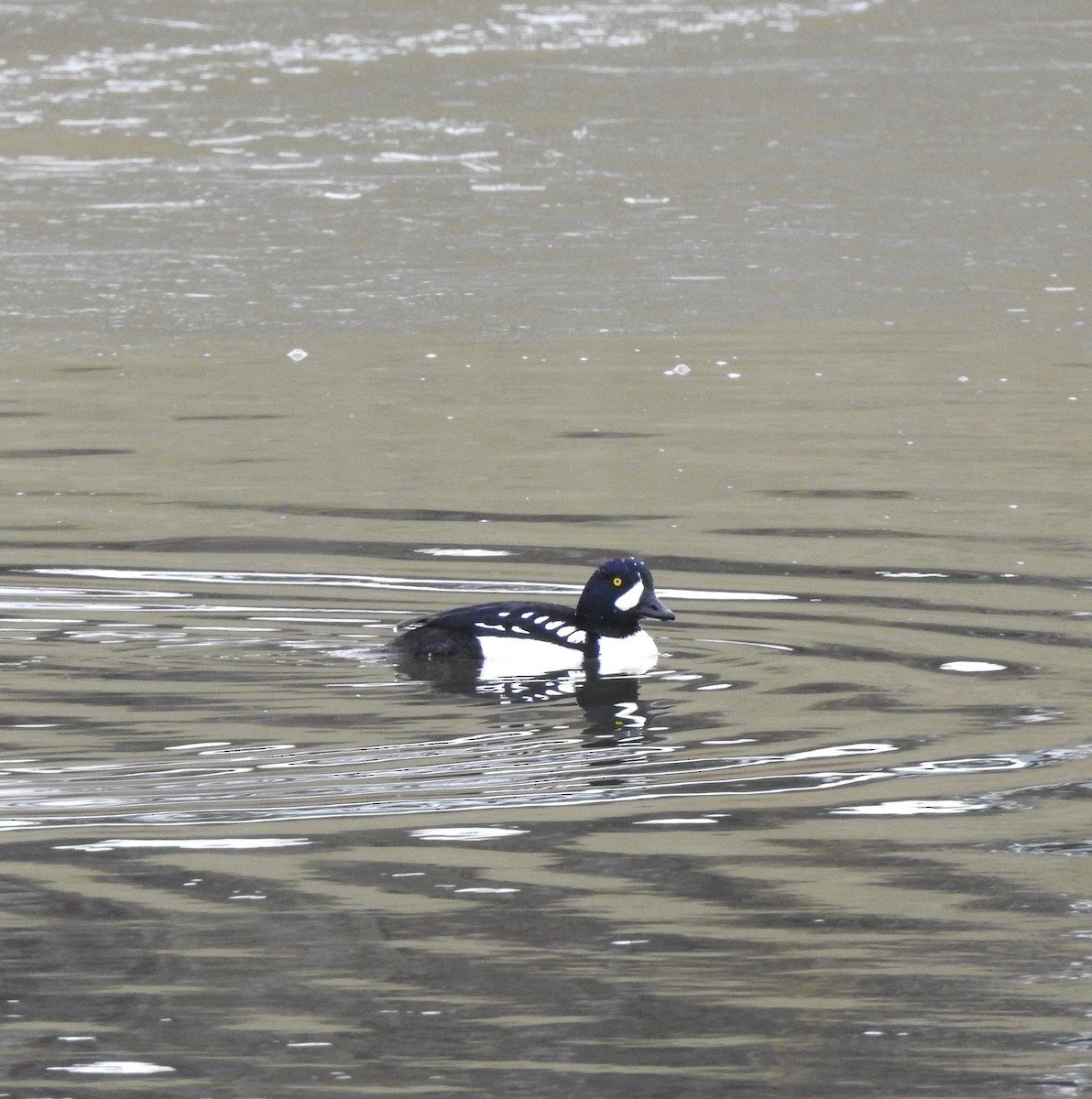 Barrow's Goldeneye - ML646126452