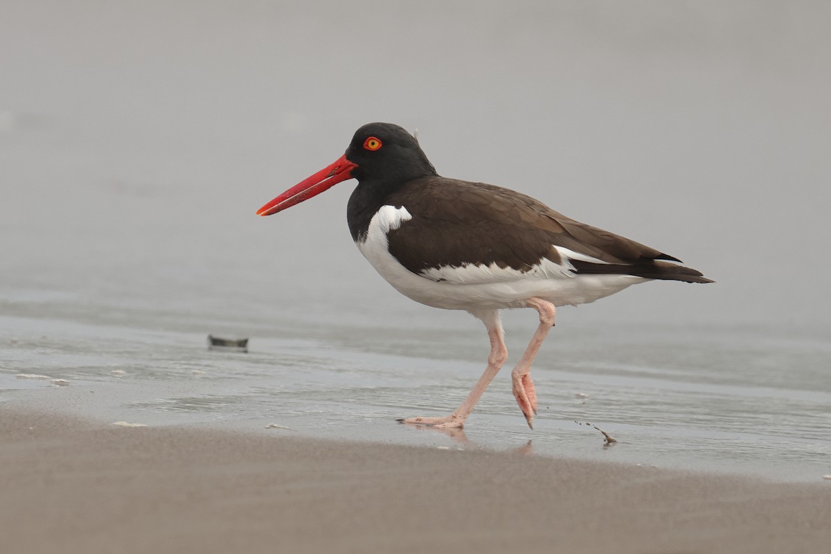 American Oystercatcher - ML646126455