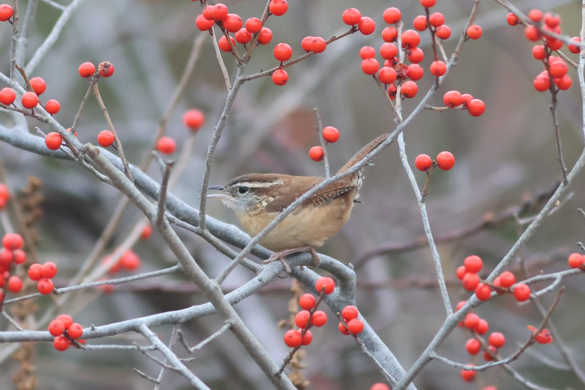 Carolina Wren - ML646126456