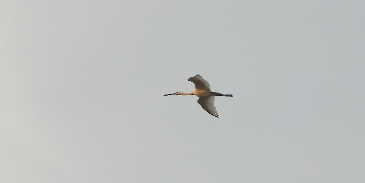 Колпица - ML646126462