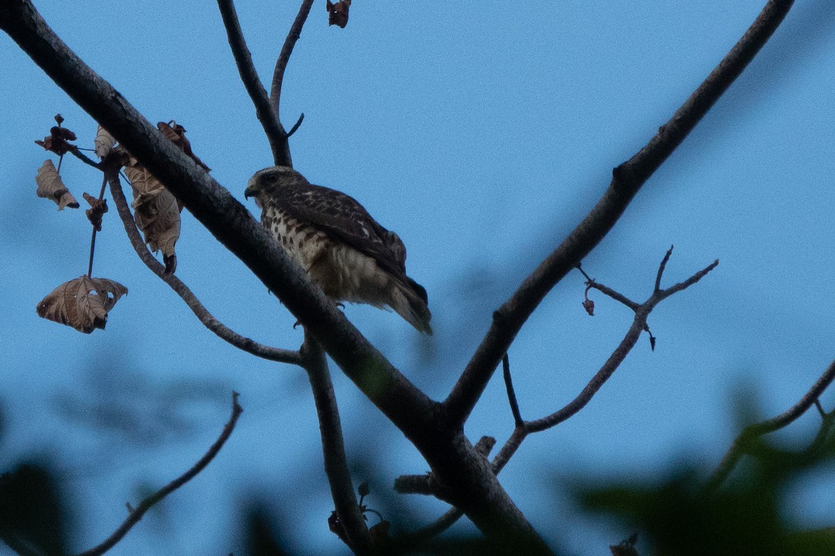 Broad-winged Hawk - ML646126463