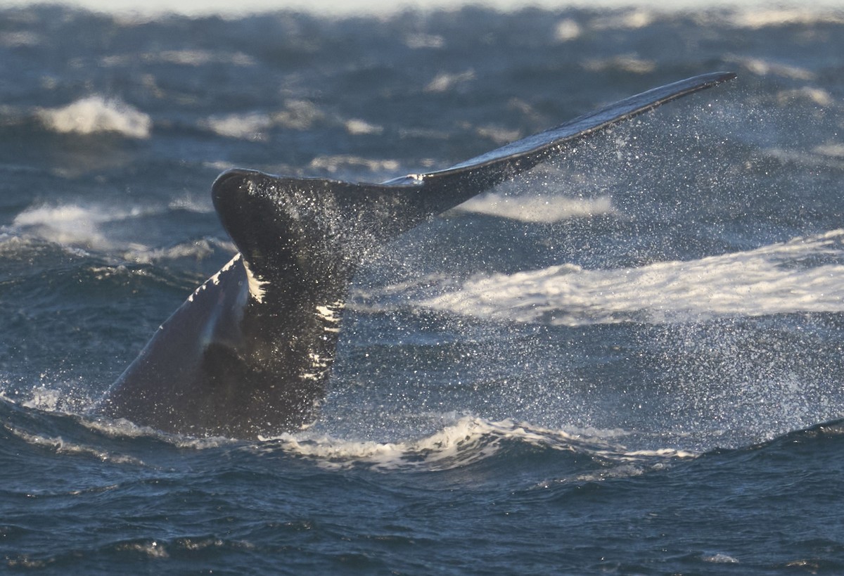 North Atlantic Right Whale - ML646126467
