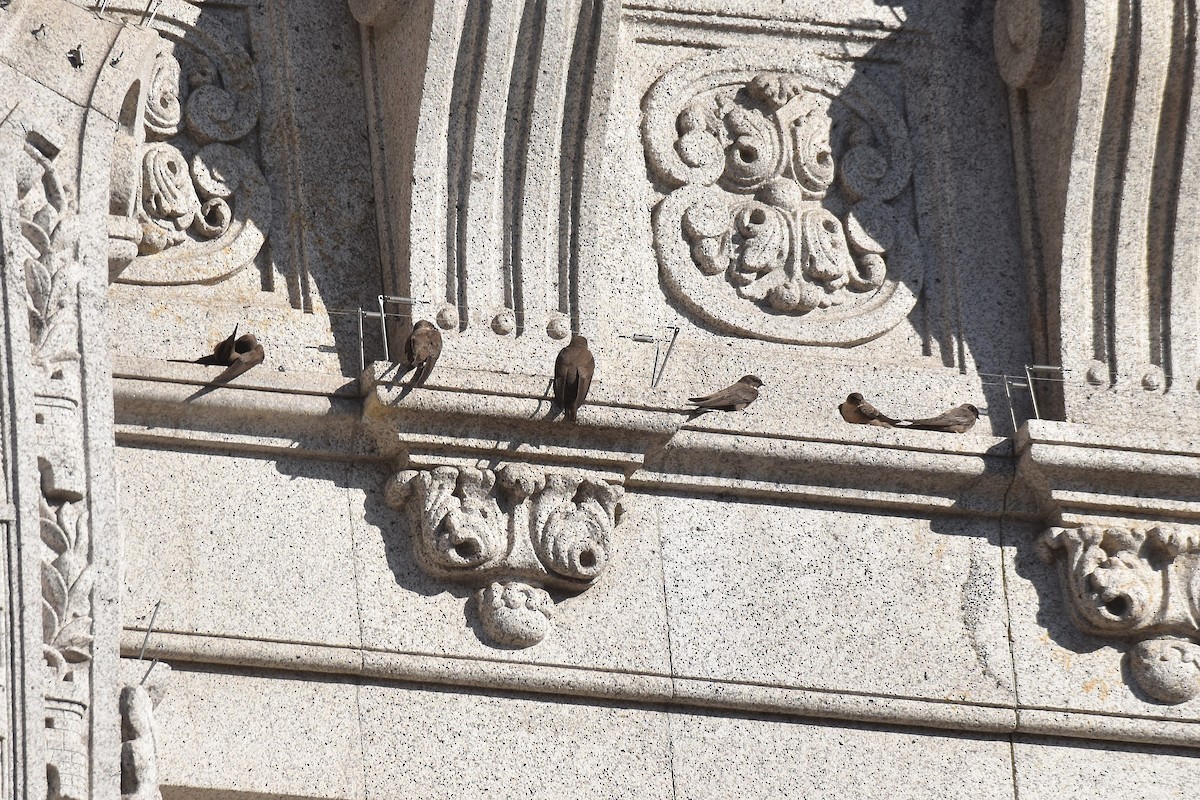 Скальная ласточка - ML646126468