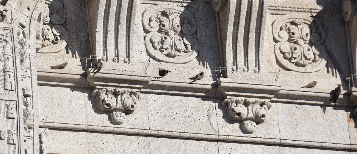 Скальная ласточка - ML646126469