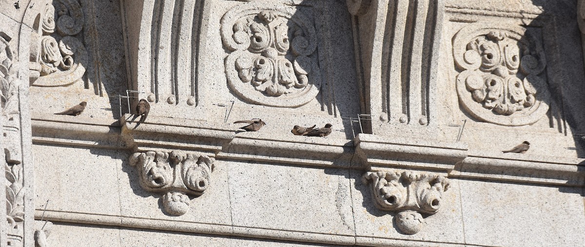 Скальная ласточка - ML646126470