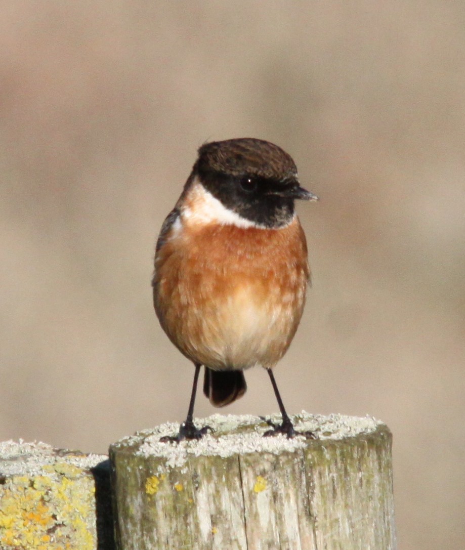 Tarabilla Europea - ML646126473