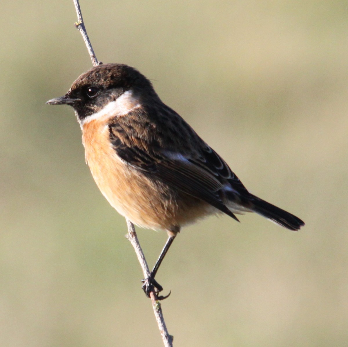 Tarabilla Europea - ML646126474