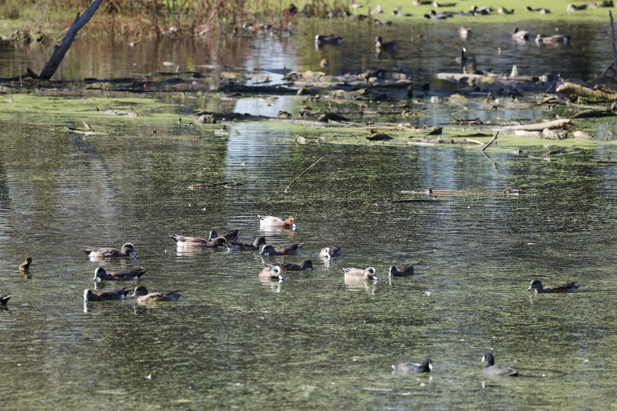 Свиязь - ML646126475